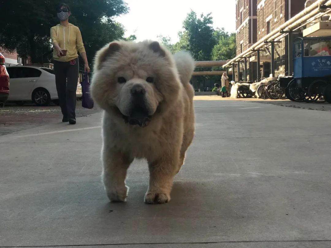 老妈给狗申请微信号,拉进家族群,每天更新朋友圈…可看完我却哭了