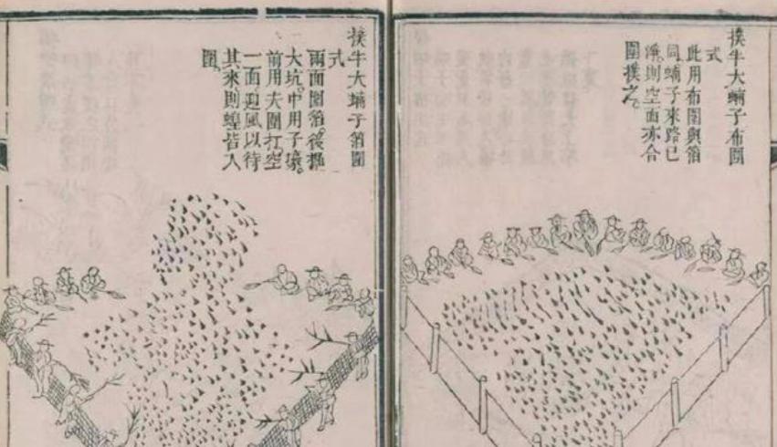 中国这几年怎么消灭蝗虫的,治理蝗虫的办法中国有哪些绝招