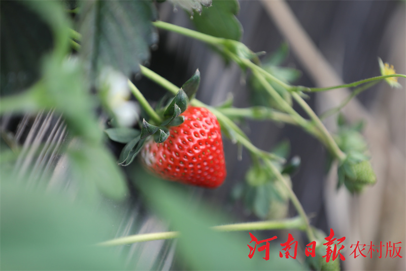 信阳市平桥区：“85后”小伙逐梦田园过上了向往的“莓”好生活