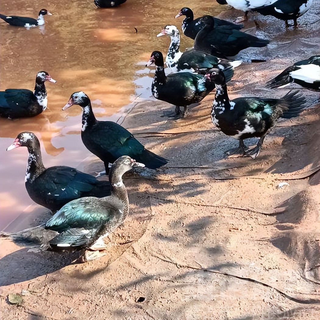 黑脸番鸭和红脸番鸭区别,番鸭的几个特点