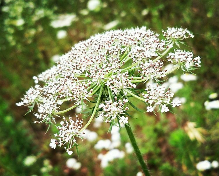 29种小麦杂草防除高招,农业专家稻田灭鼠