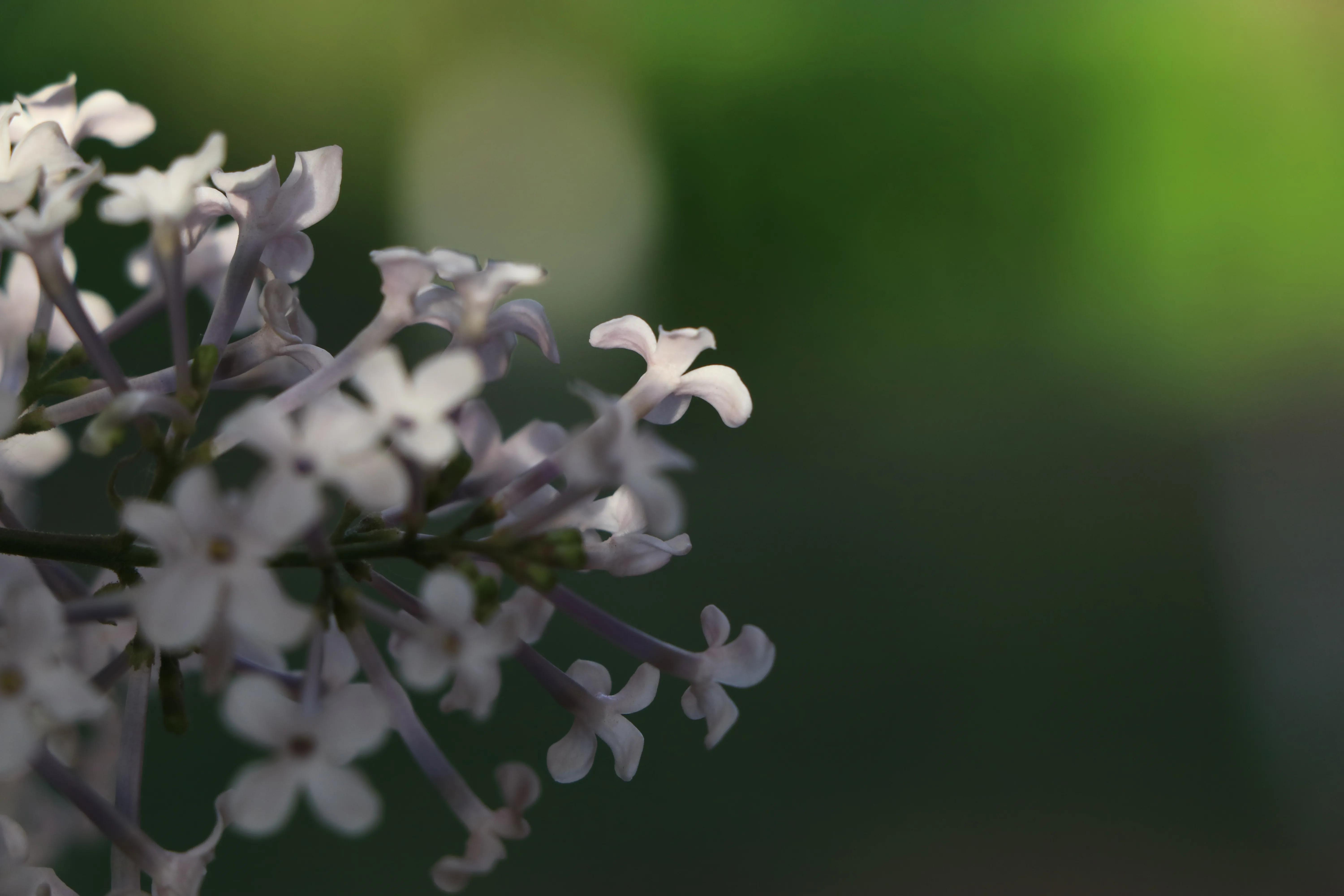 丁香花唯美诗句,丁香花唯美句子