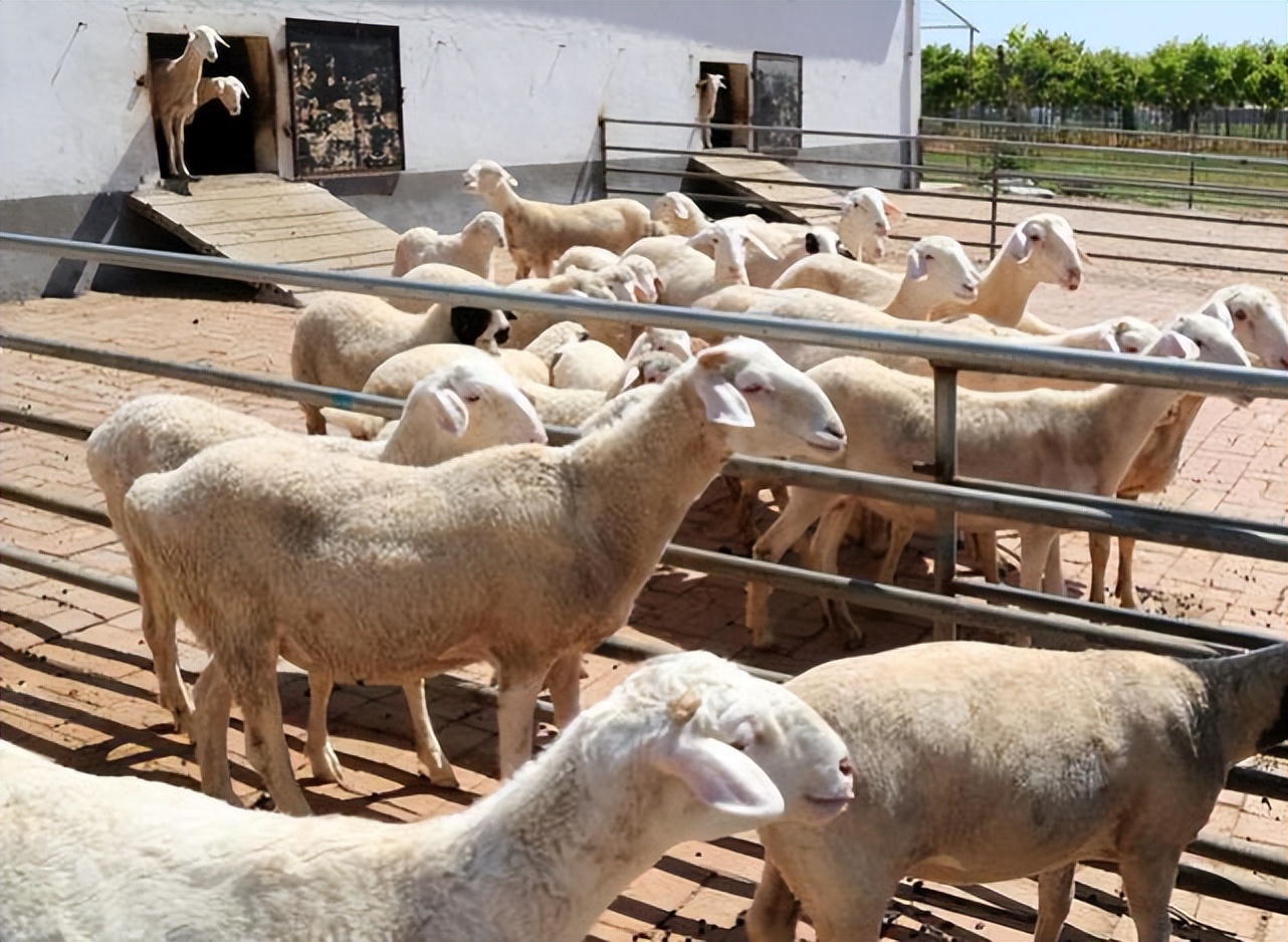 羊体表寄生虫有哪些？怎么治疗羊身上的蜱虫？养羊人必看