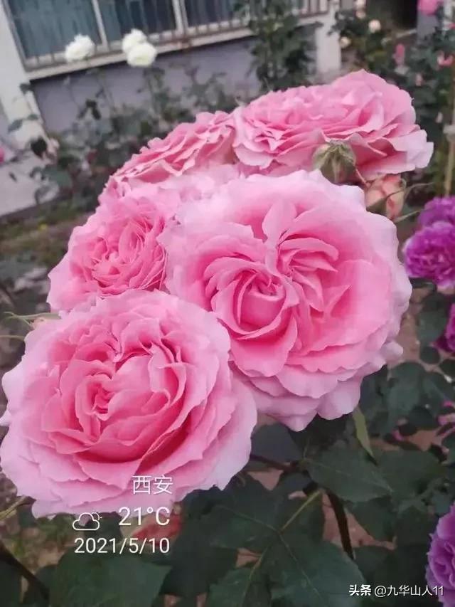 藤本月季品种列表,大红色藤本月季哪个品种好