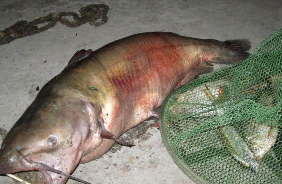 在印度是吃人水怪,在云南就是道菜!快要消失的面瓜鱼有多好吃?