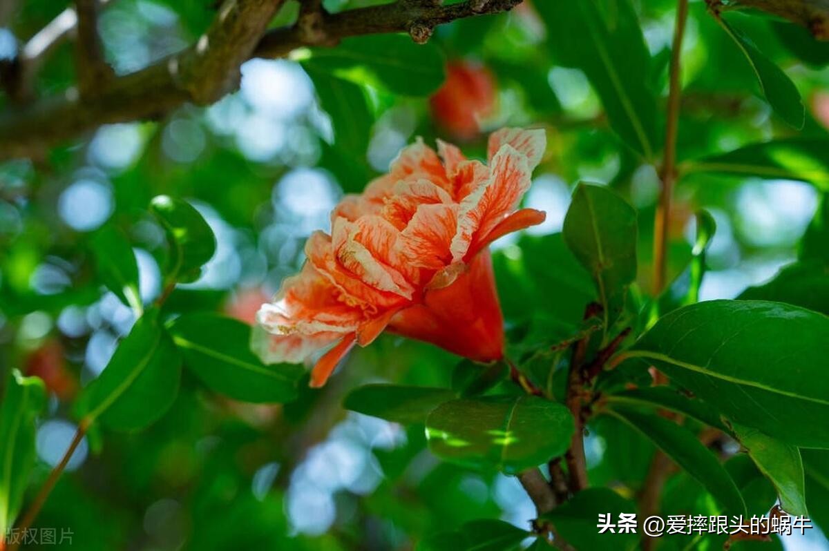 石榴花壁纸生如夏花,石榴花盛开的夏天