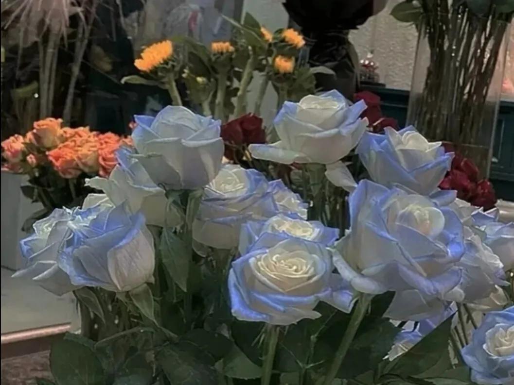 和玫瑰有关的高级文案短句,玫瑰送给自己也很浪漫文案