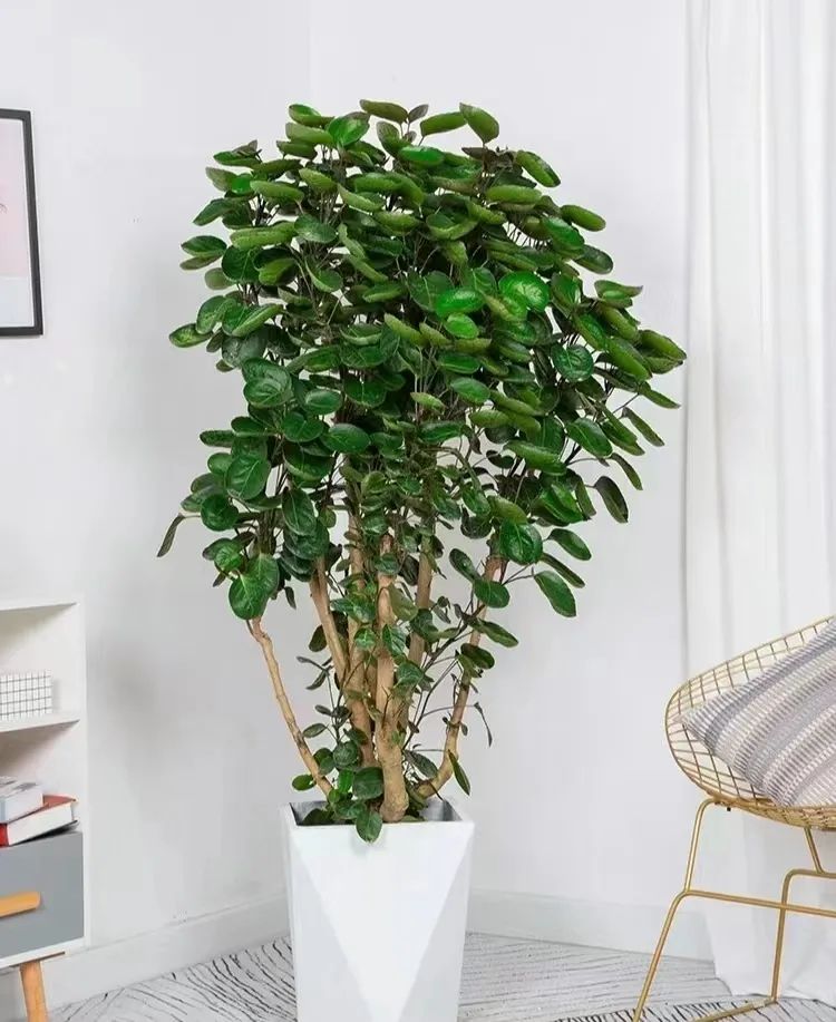 招财植物哪些最好养,家养招财的植物有哪些