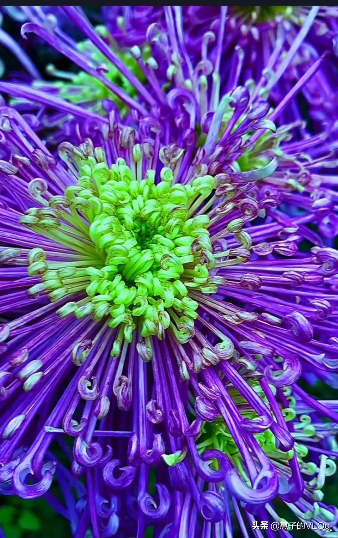 每朵花儿都有它盛开的意义,每一朵花开都有它的意义