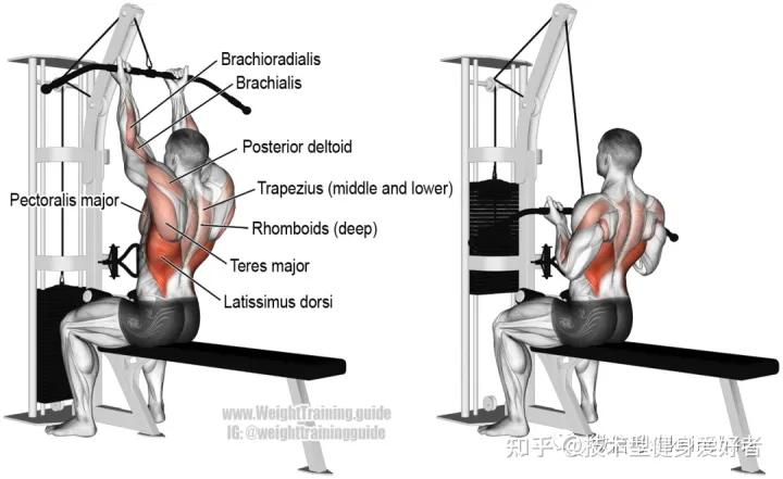 学会3个健身方法一个月练出肌肉,新手健身怎么练基础肌肉动作