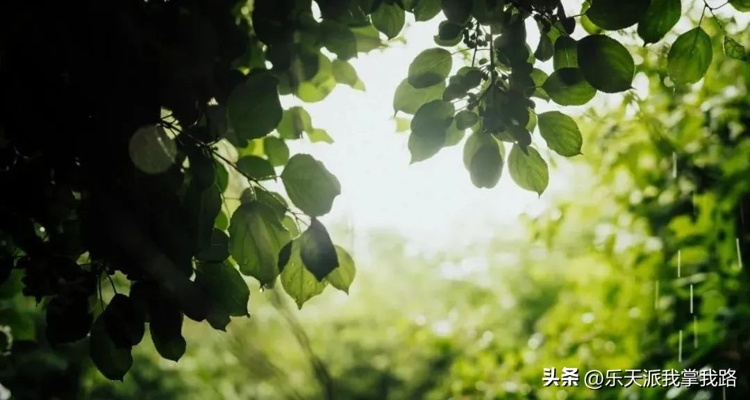 小学语文课堂教学提升技巧有哪些,小学语文高效课堂技巧