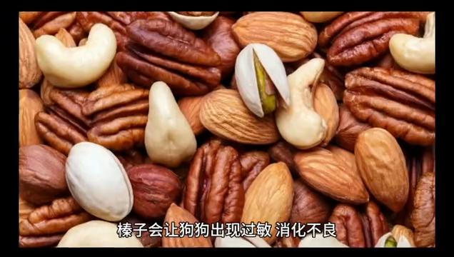 养狗必买的东西和不需要的,狗狗不能吃什么东西和食物