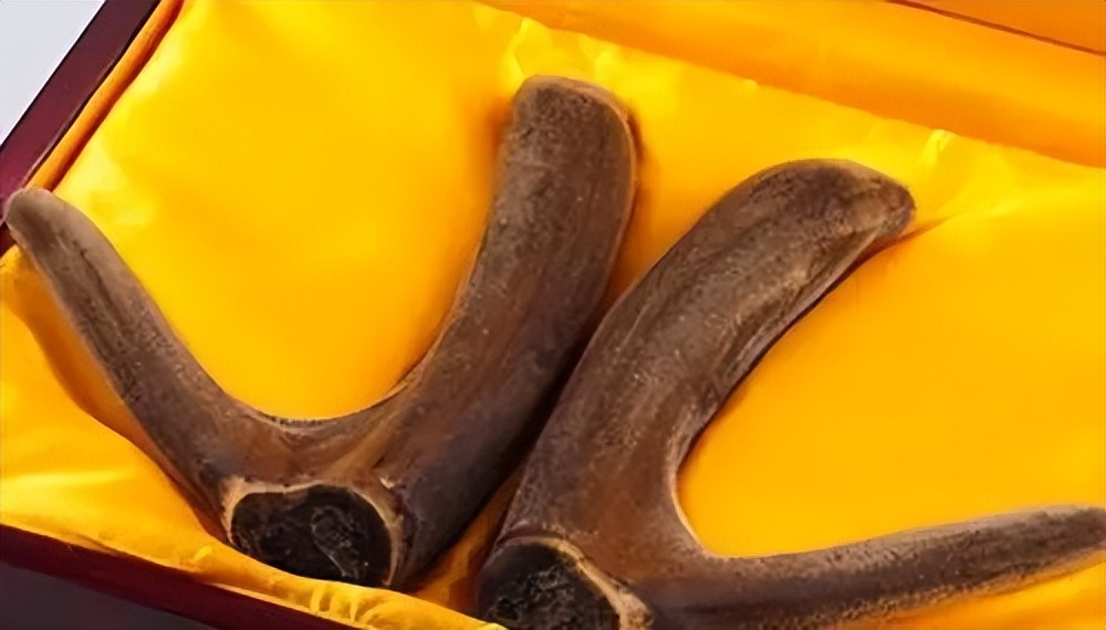 鹿一身都是宝,鹿茸那么贵为什么养鹿不赚钱