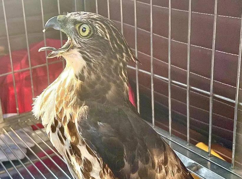 2017年商贩买了只怪鸟，卖150元都没人要，被抓才知是牢底坐穿鸟