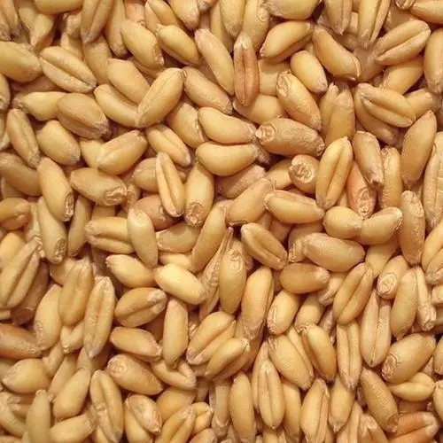 淀粉来源和糊化度对肉鸡生产性能和小肠消化的相互作用