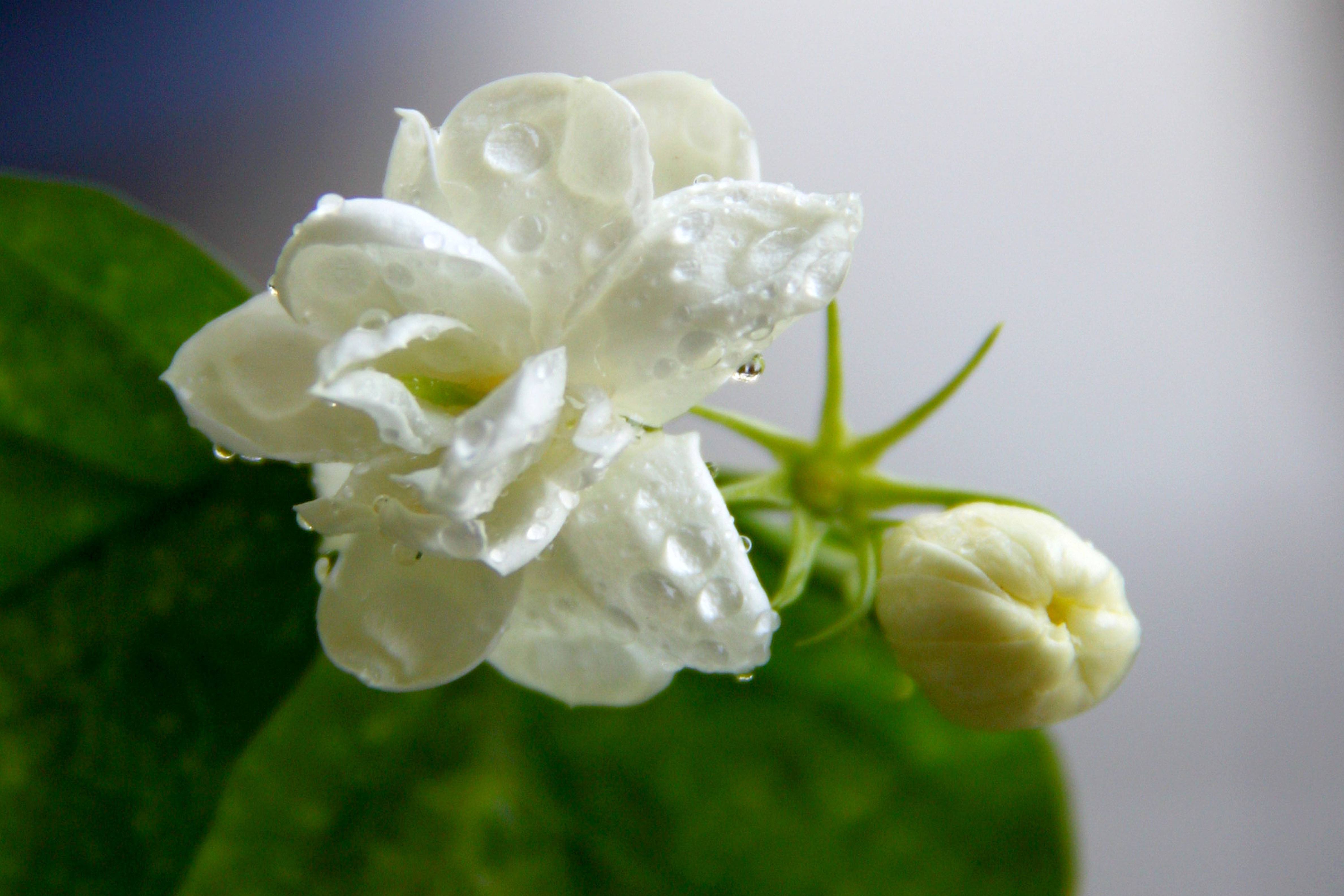 好看又养生的花有哪些,既能吃又能观赏的花