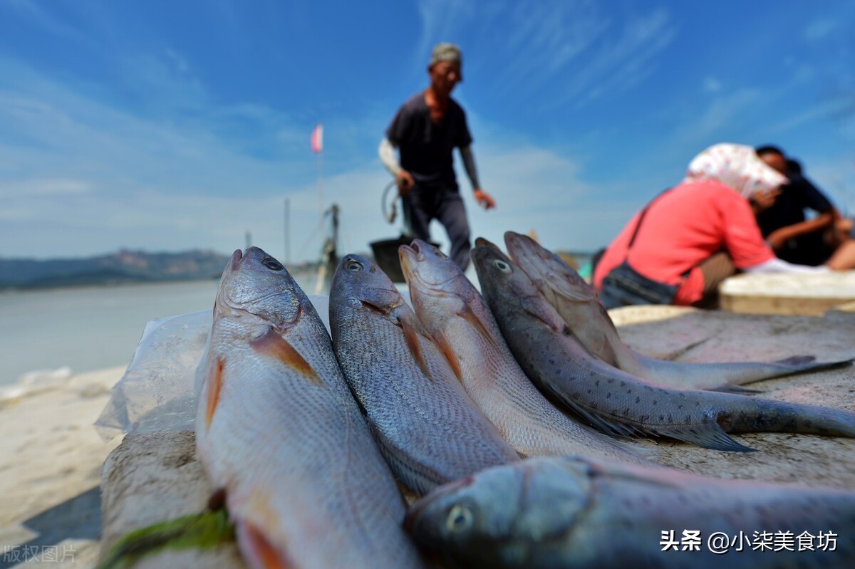 买鲈鱼挑大的还是小的,鲈鱼买的肚子特别肥的好吗
