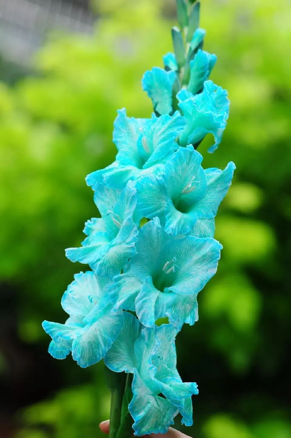 剑兰，锦绣山河，如花美剑｜花名册No.00179