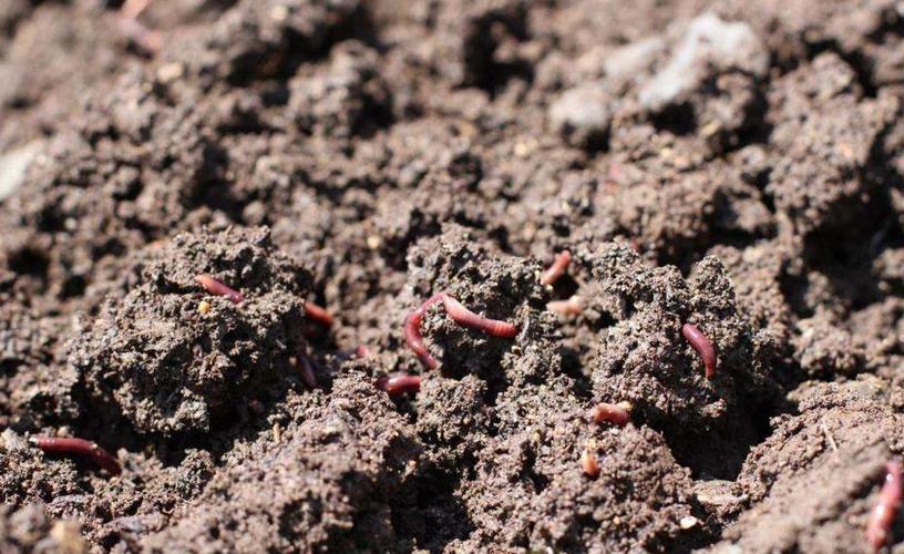 禽畜粪便环保处理,畜禽粪便处理循环利用利弊