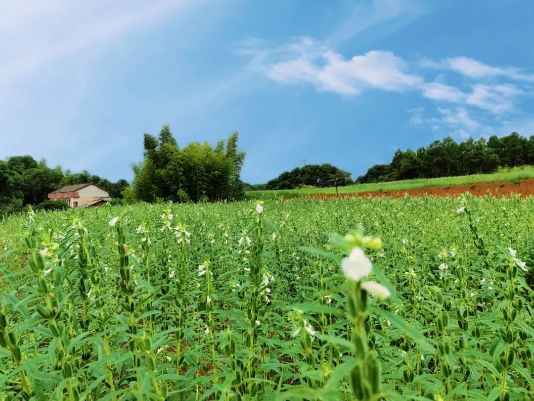 长康芝麻油有什么特征,长康芝麻油介绍