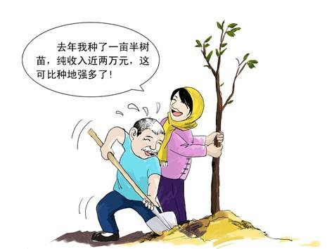 彩叶豆梨10-12公分最新报价,浙江彩叶豆梨多少钱一棵