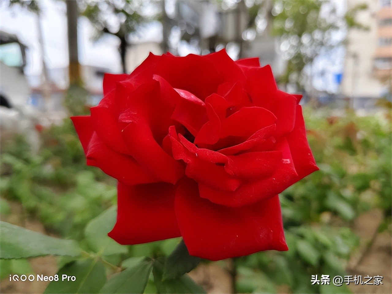 iqooneo8pro评测,iqoo8neopro最新评测
