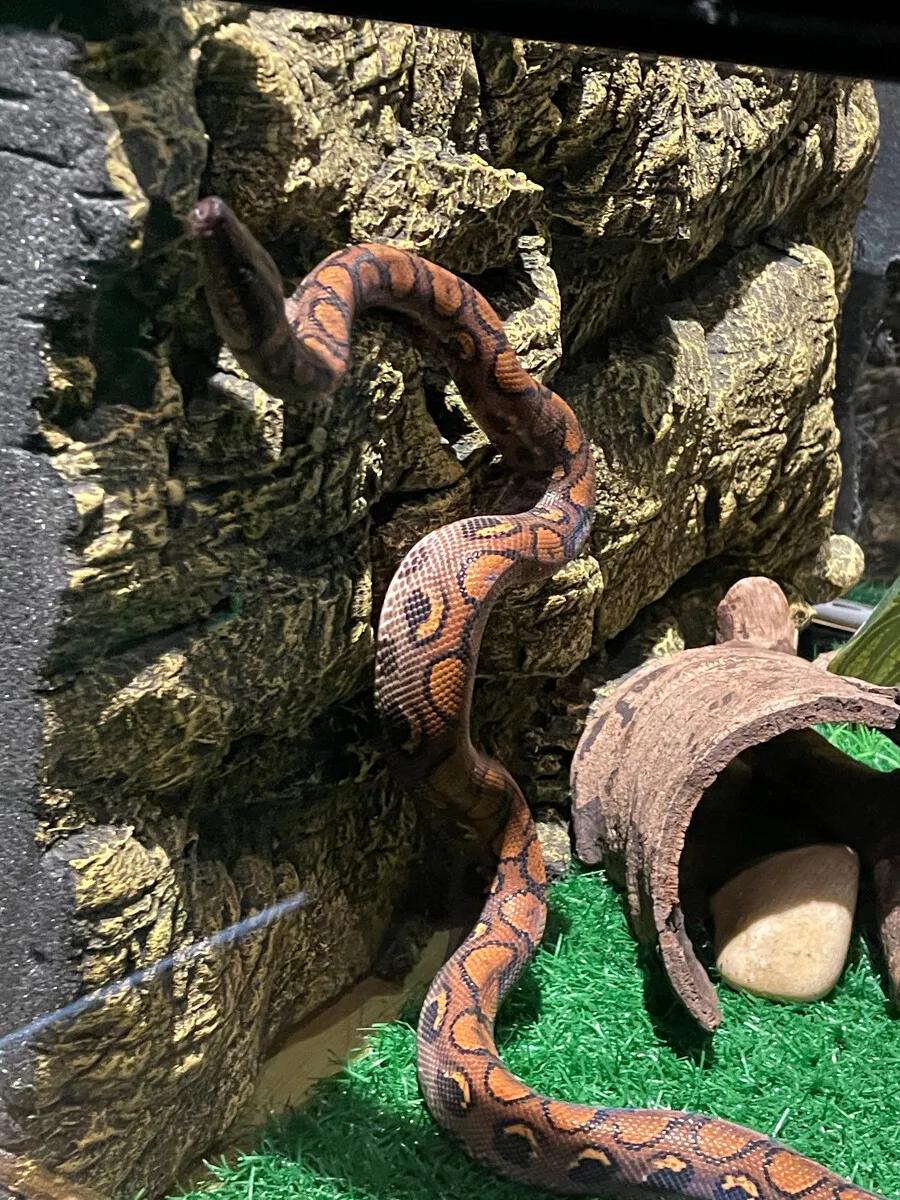 广州长隆野生动物园全部动物,广州长隆野生动物园所有动物介绍