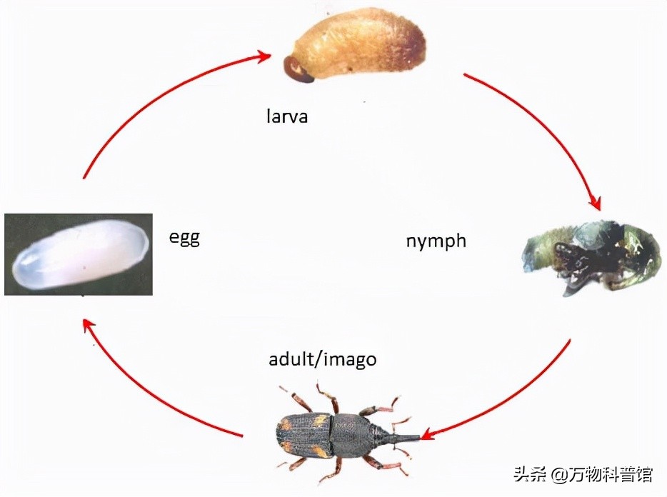 超市买的大米为什么煮不烂,为啥大米放超市里很久都不坏