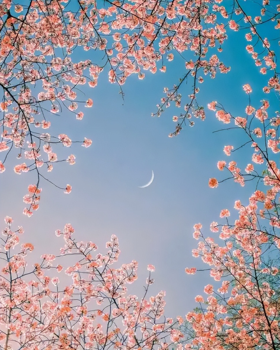 春天的月色很美，充满了诗情画意，在古诗词中，邂逅春天的月色