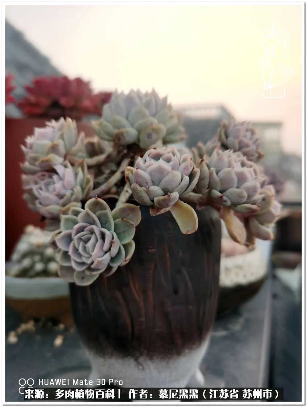 生活需要三分甜,生活需要一半禅意一半烟火