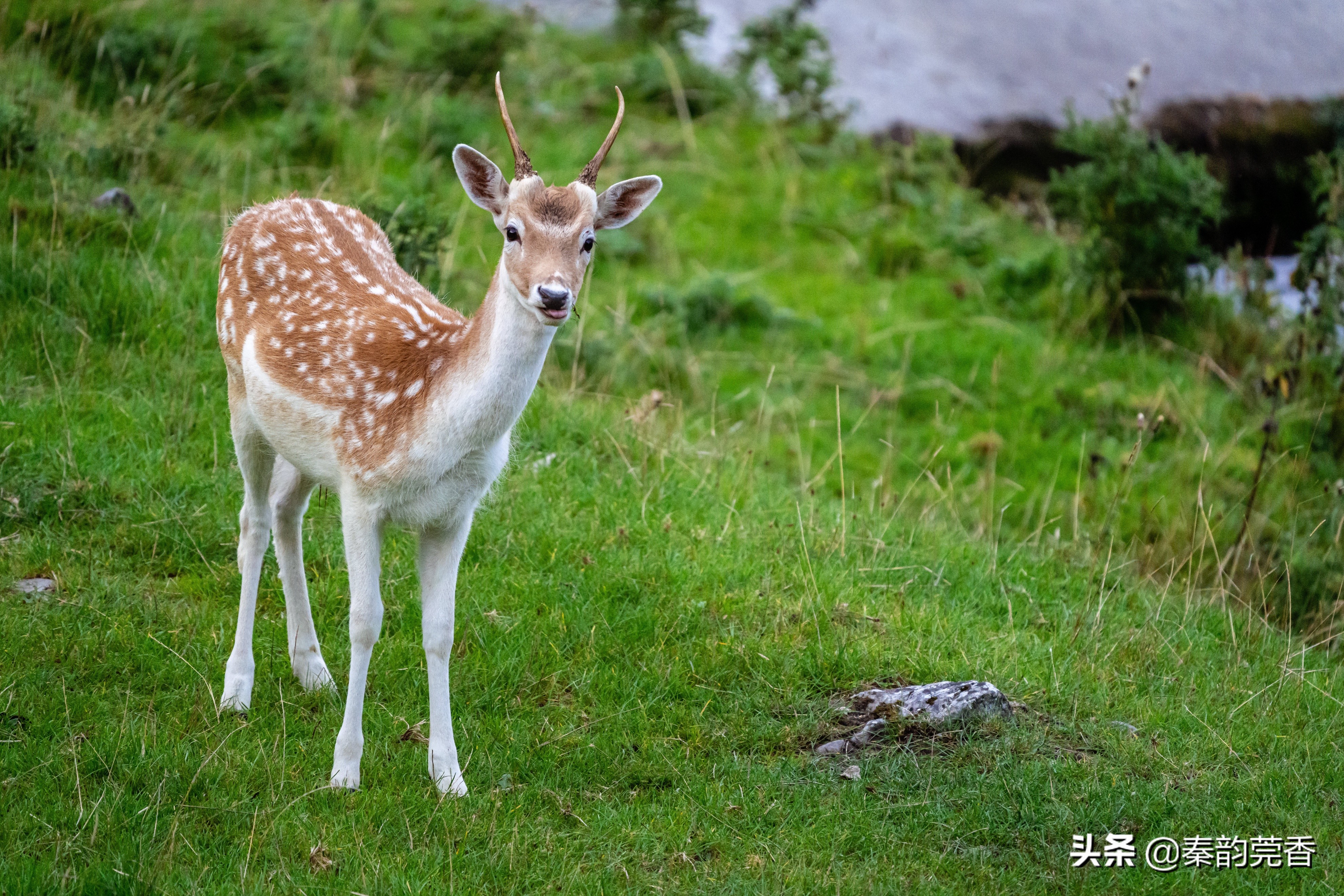 手机参数ppi啥意思,手机pwm和dc调光的区别