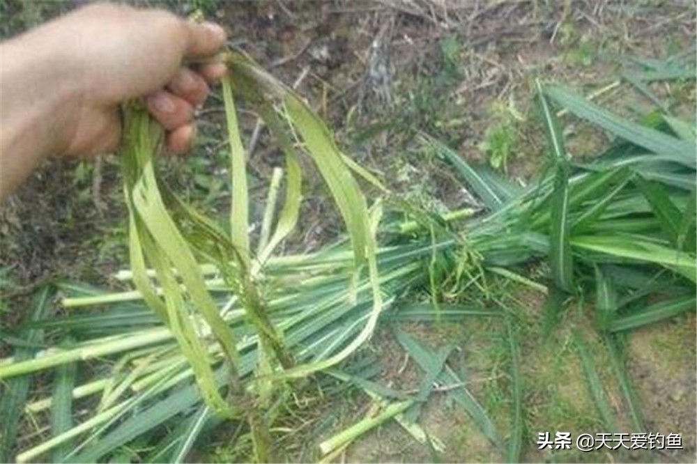 盛夏钓草鱼的正确方法,夏季钓草鱼钓浮