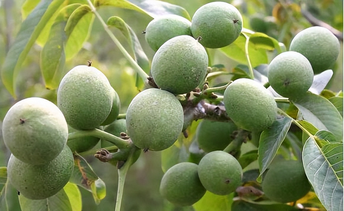 土耳其国家排名第几,土耳其出名坚果