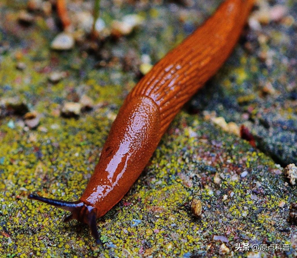 盘点农村小时候常玩的十个昆虫,盘点童年玩过的十种昆虫