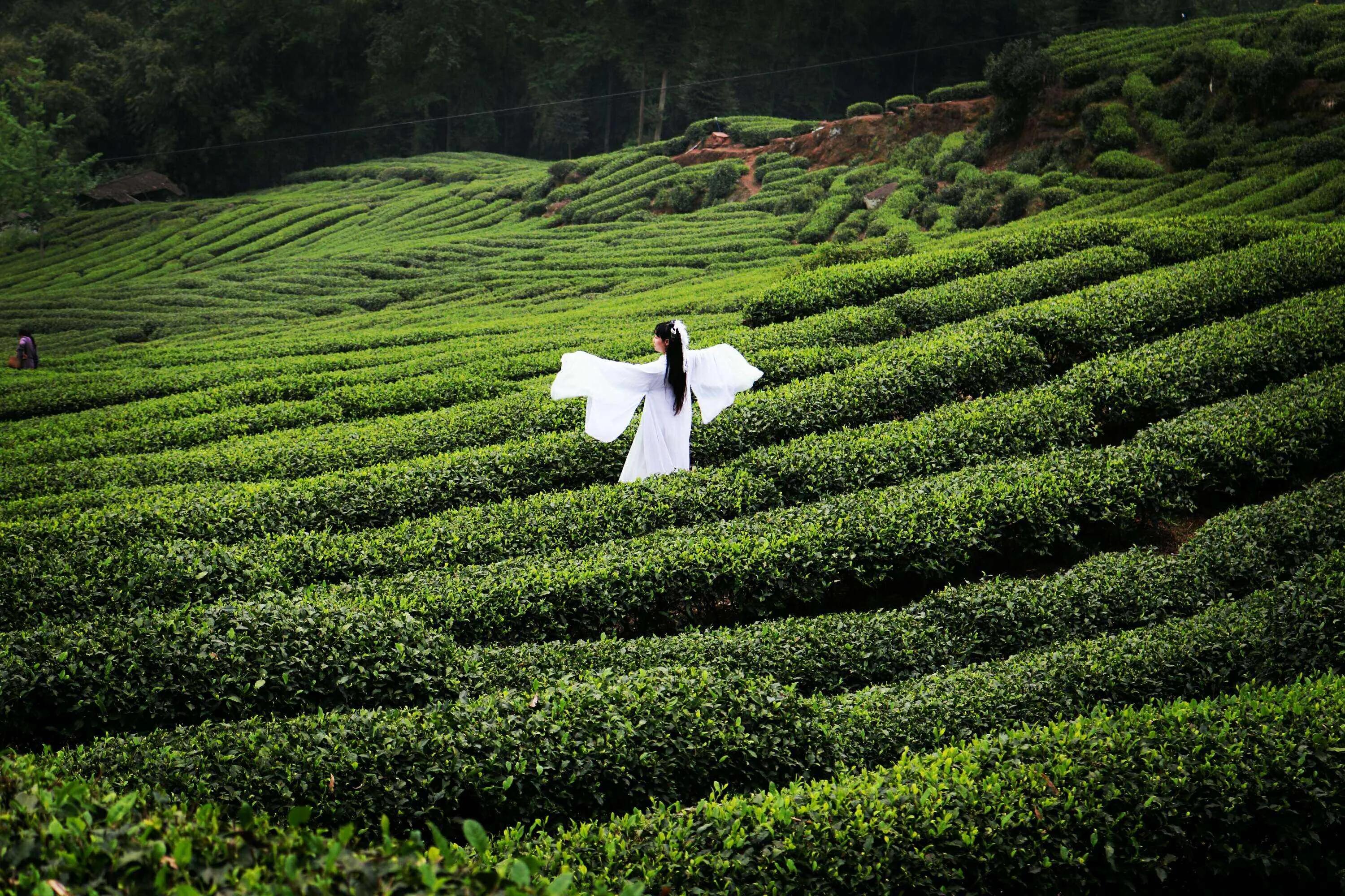 竹叶青和峨眉雪芽差距,为什么竹叶青茶叶有的是黄色的