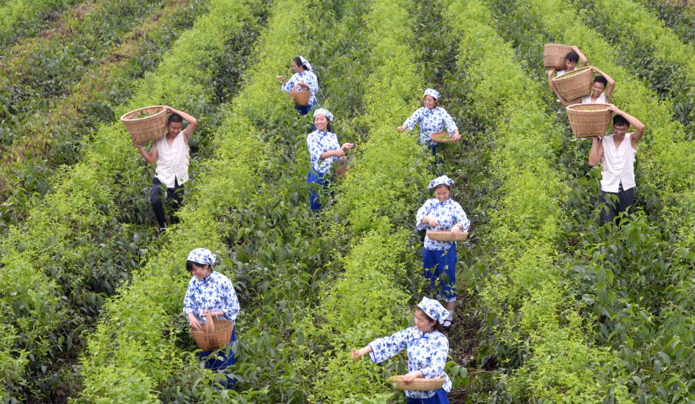 广东老板白手起家全靠自己挣钱,广东老板出资2万种植年入50万