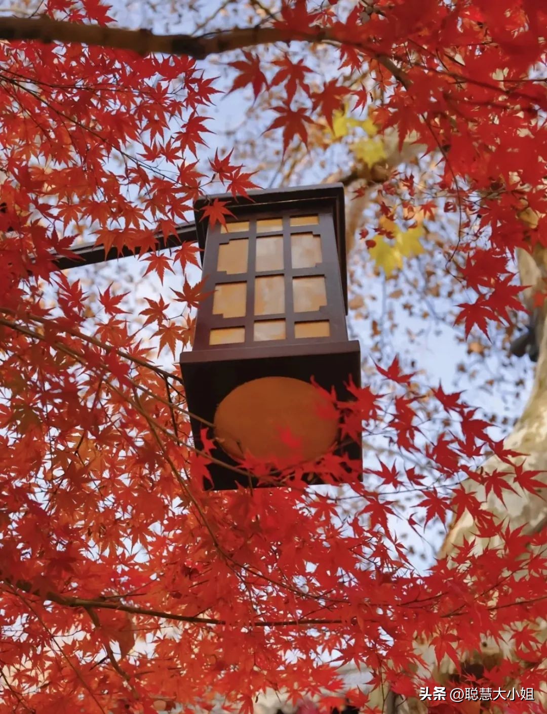 南京赏秋枫叶,南京秋天赏枫叶好去处