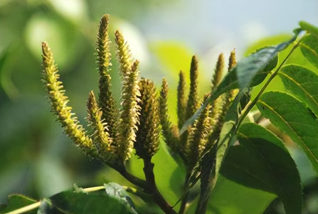 圆果化香有何化学成分？其活性分析有何成果？