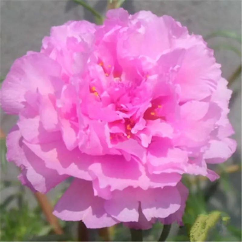 一花一世界一念一佳人的图片,一花一世界一叶一春秋图片