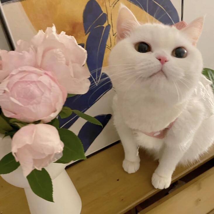 萌萌小猫头像大全可爱,动物头像猫咪可爱