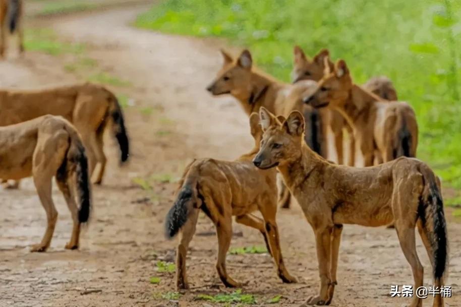 豺狼虎豹为什么豺能够位居第一位,豺狼虎豹里的豺指的是哪种动物