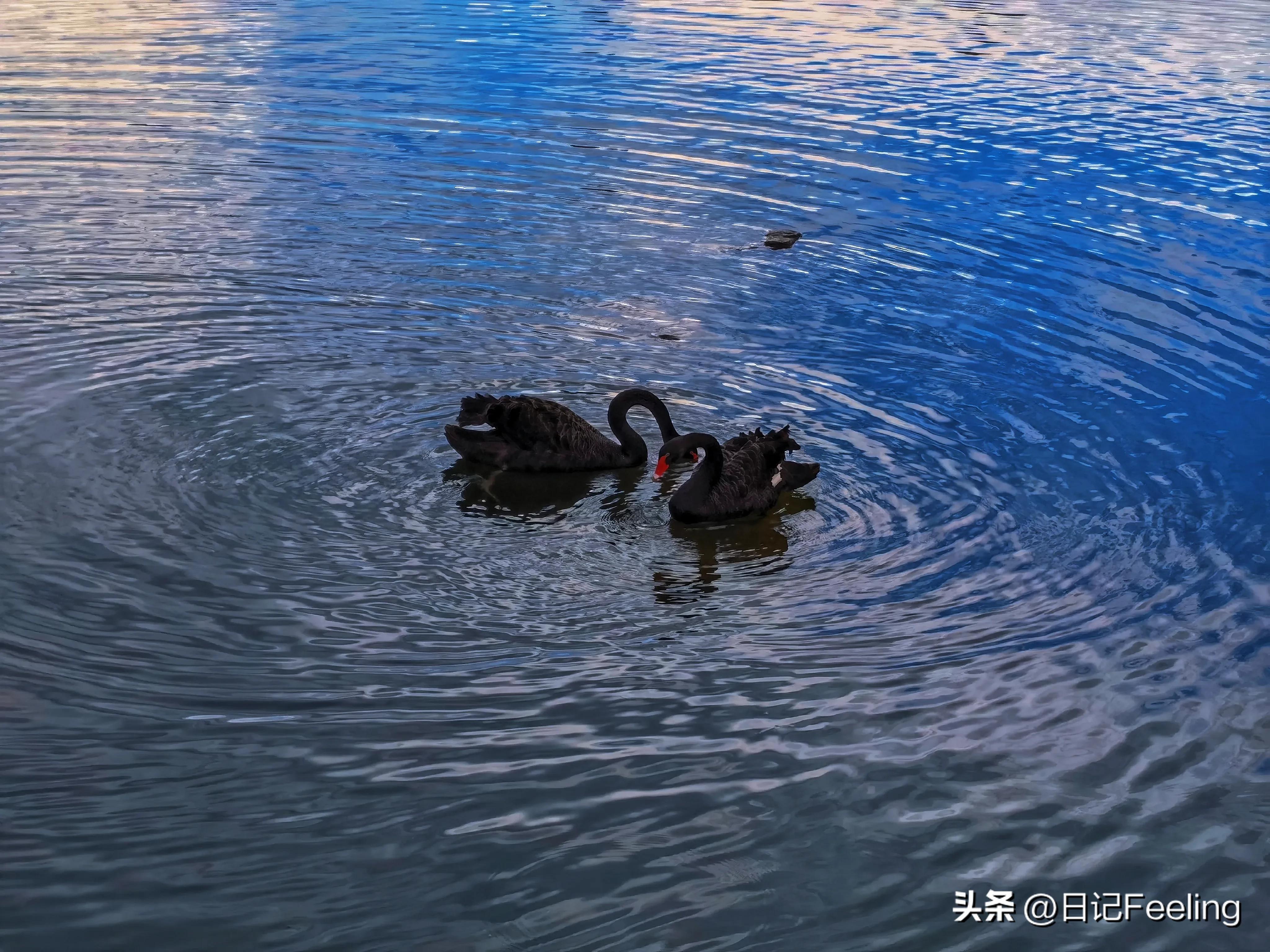 宝马冰淇淋事件分析,宝马冰淇淋事件总结