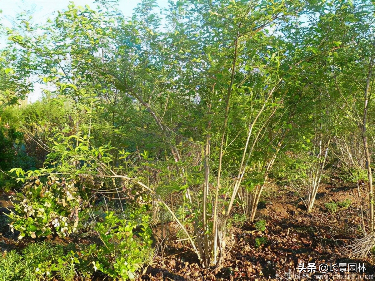 上海优质金银木价格,金银木价格一览表