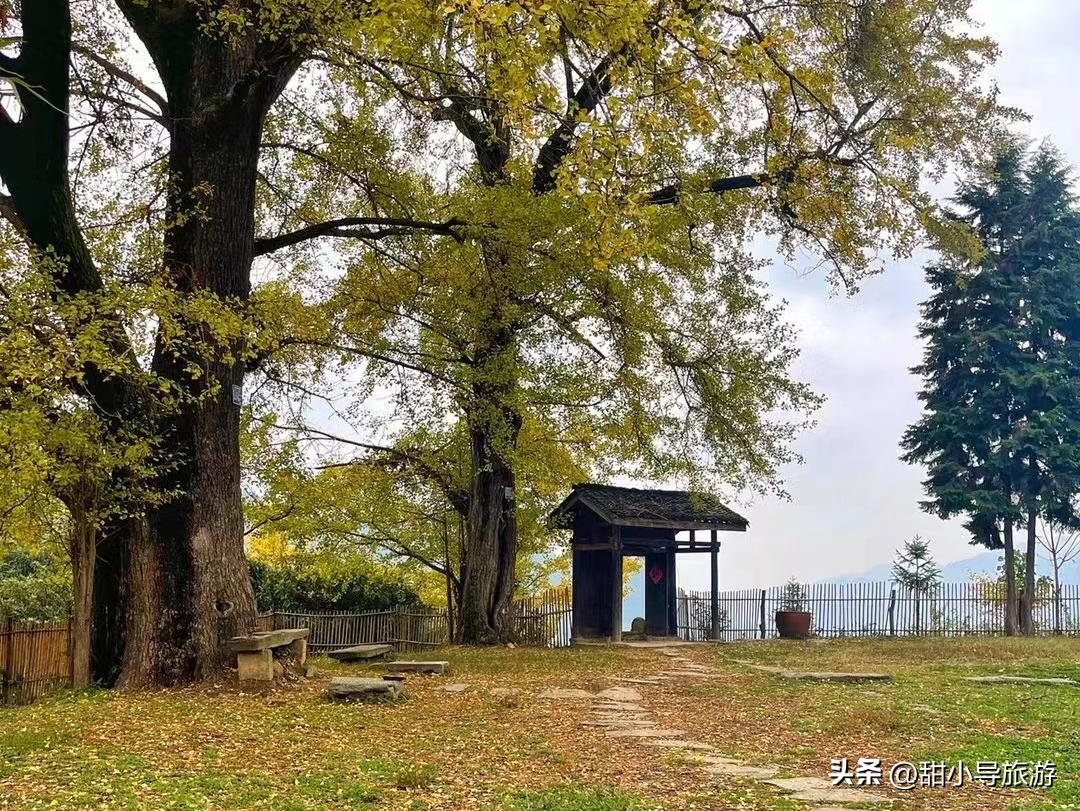 千年老银杏树下,千年银杏树之下