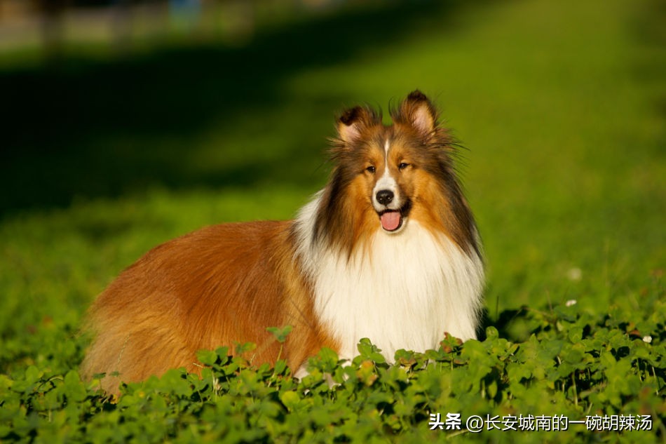 世界名犬排名前100图巴哥犬,世界名犬约克夏价格