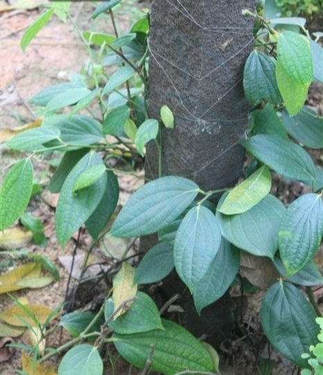 世界上有胡椒味的植物,胡椒是天然植物吗