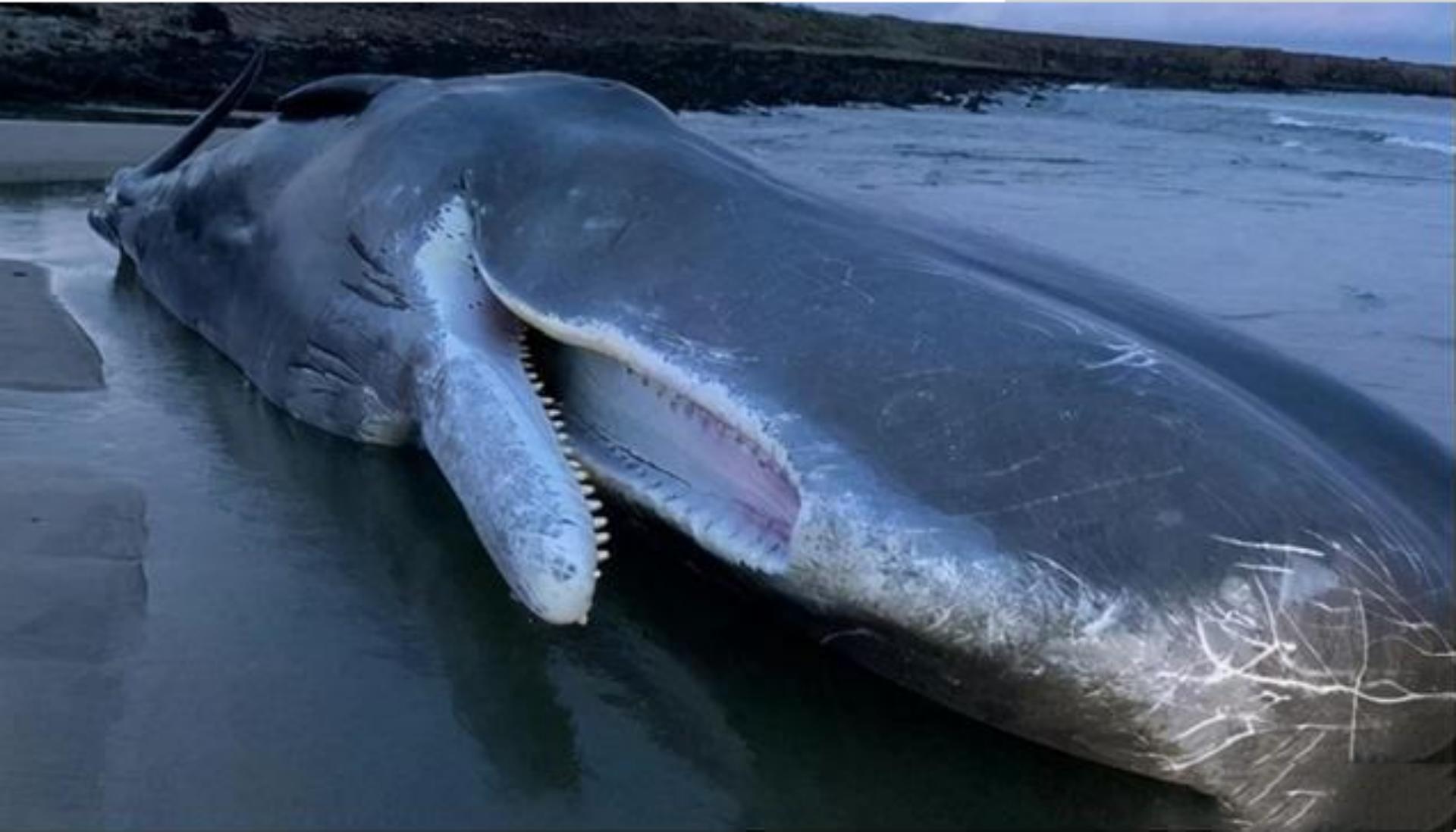 渔民在印度洋捞鱼发现尸体,也门渔民捡到127龙涎香