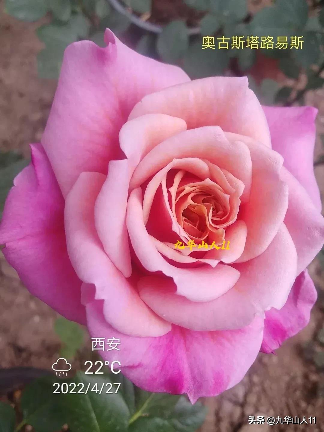 粉色爬藤月季大花浓香品种,大花多层月季花品种大全一览表