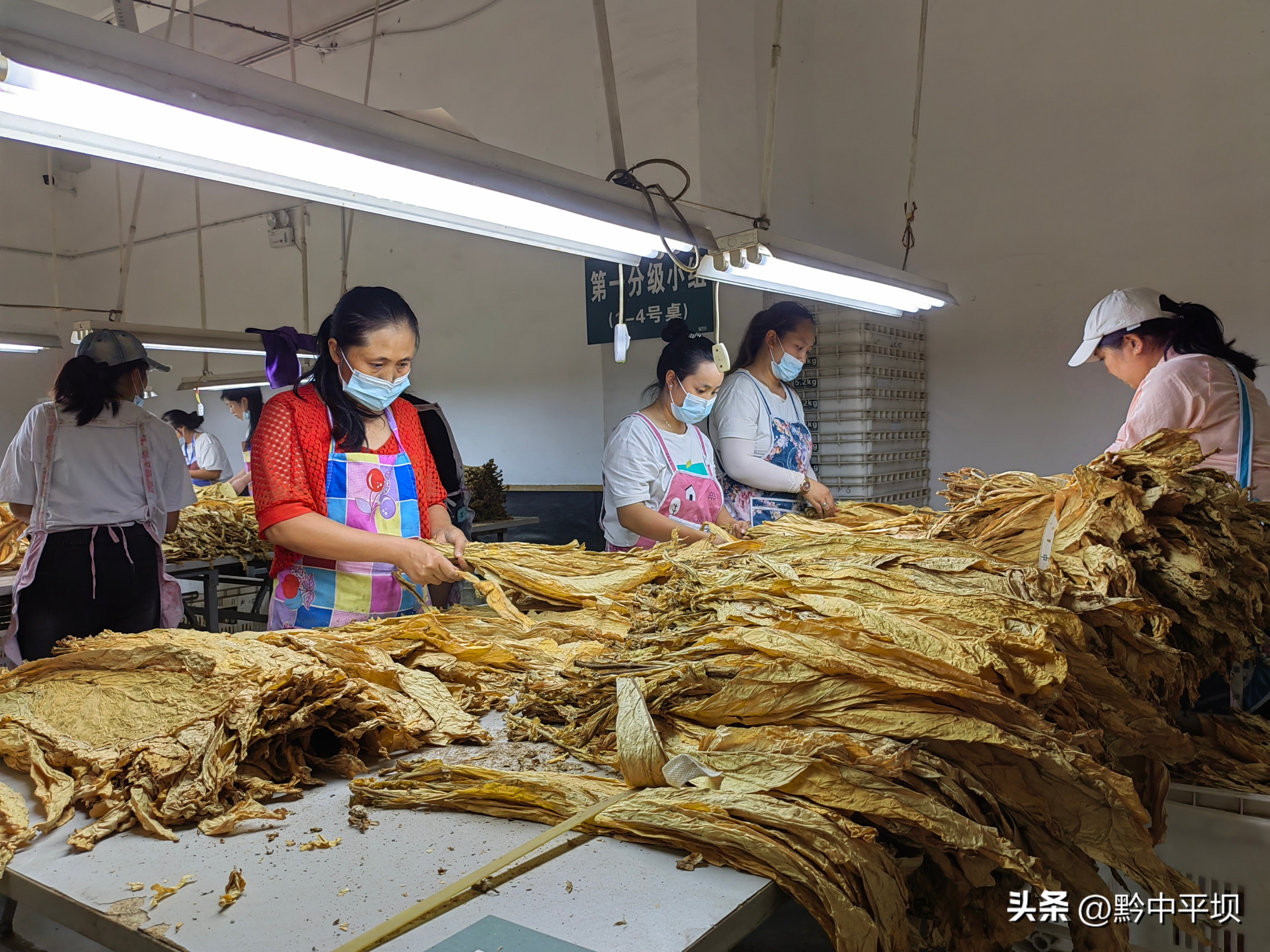 平坝万亩烤烟开采农民喜收黄金叶 (2018烤烟烟叶收购行情)