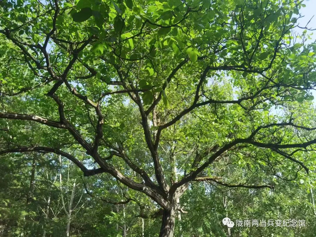 向往的田园生活有山,向往的慢生活田园生活